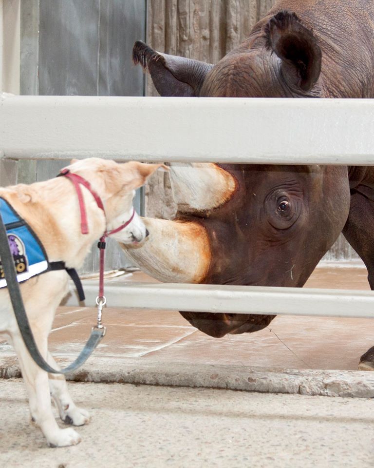 Rhino, rescue dog pals at Denver Zoo