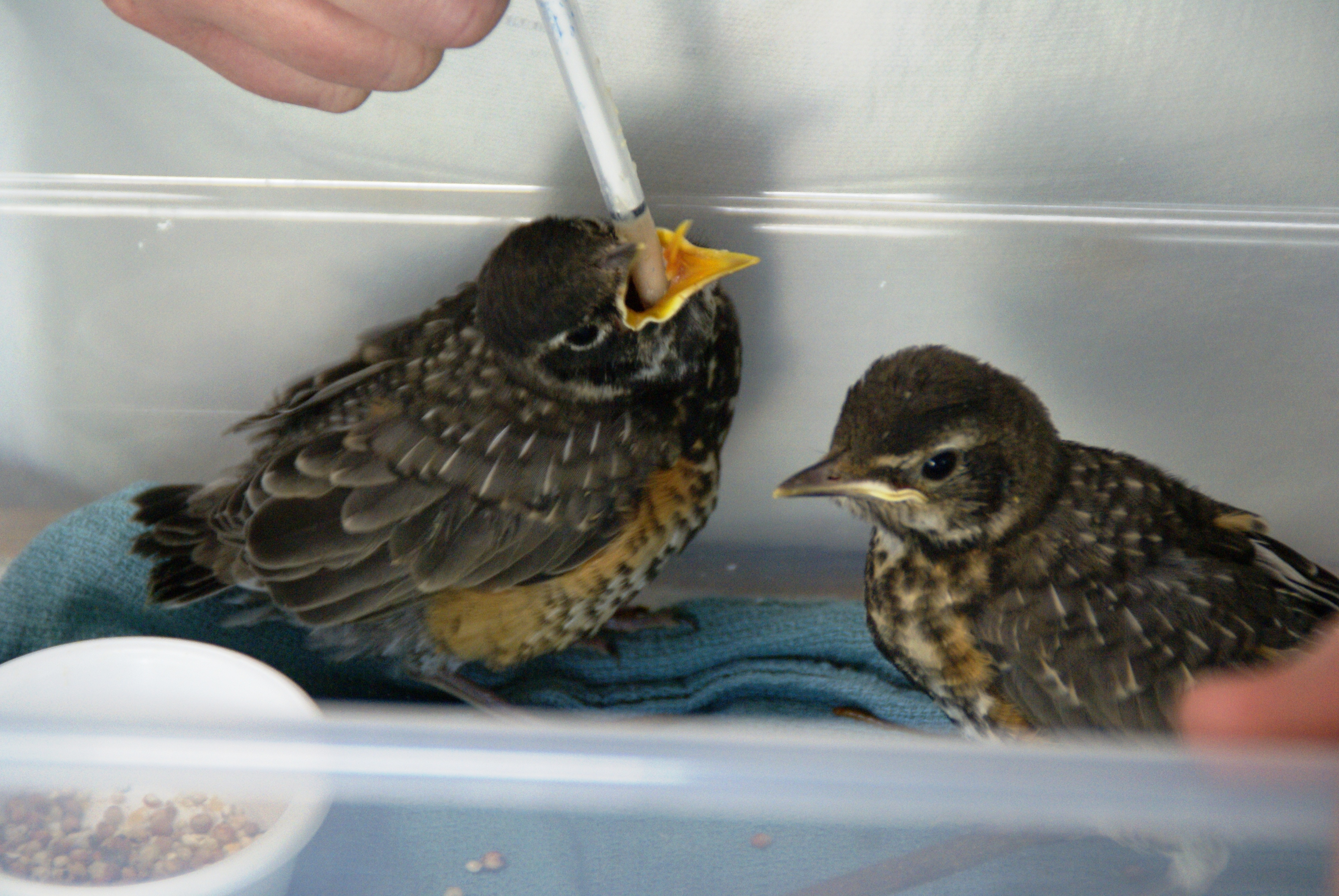 Where To Take Injured Orphaned Baby Birds In Colorado 9news Com