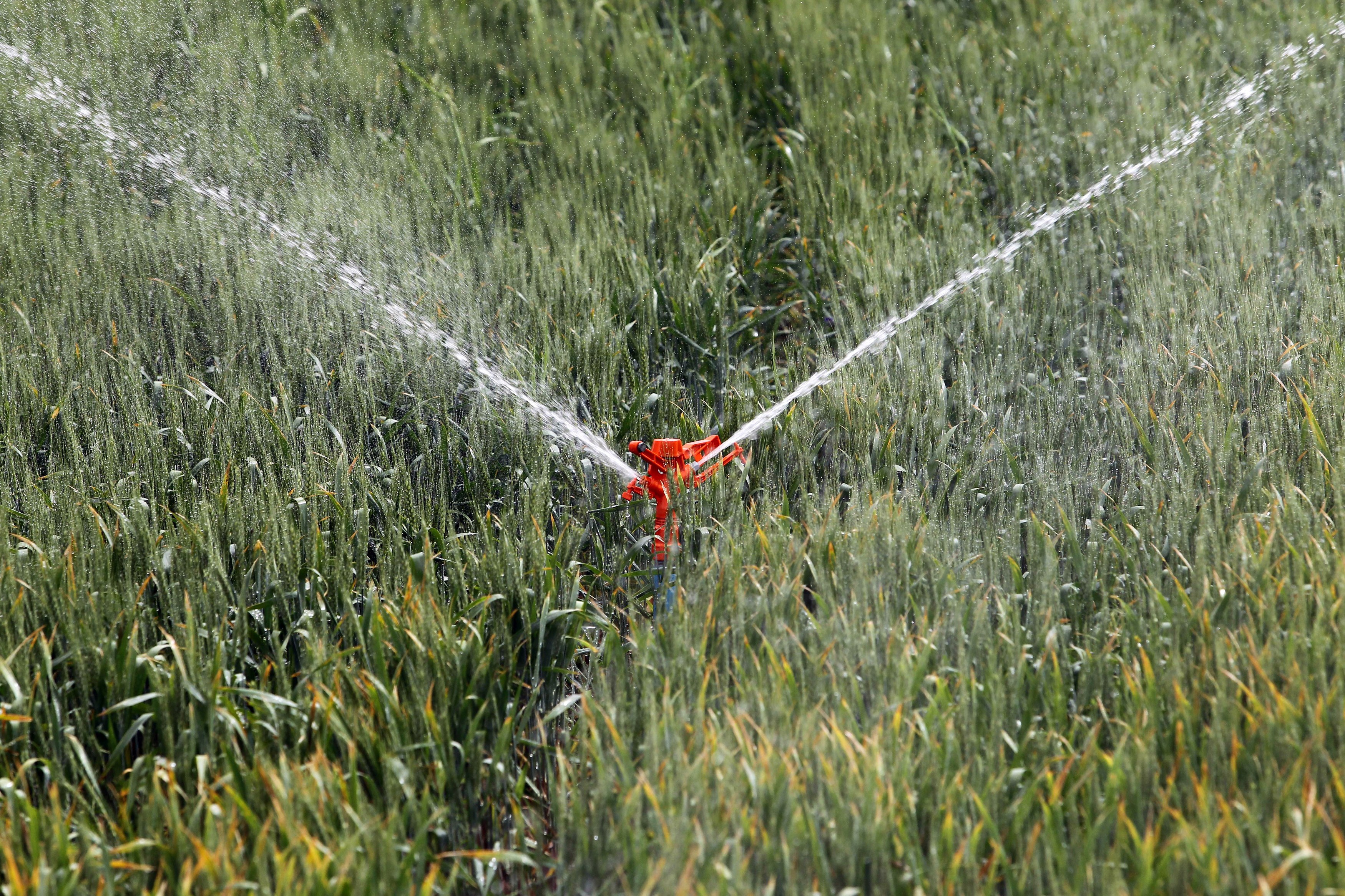 Sprinklers, rain and wet lawns