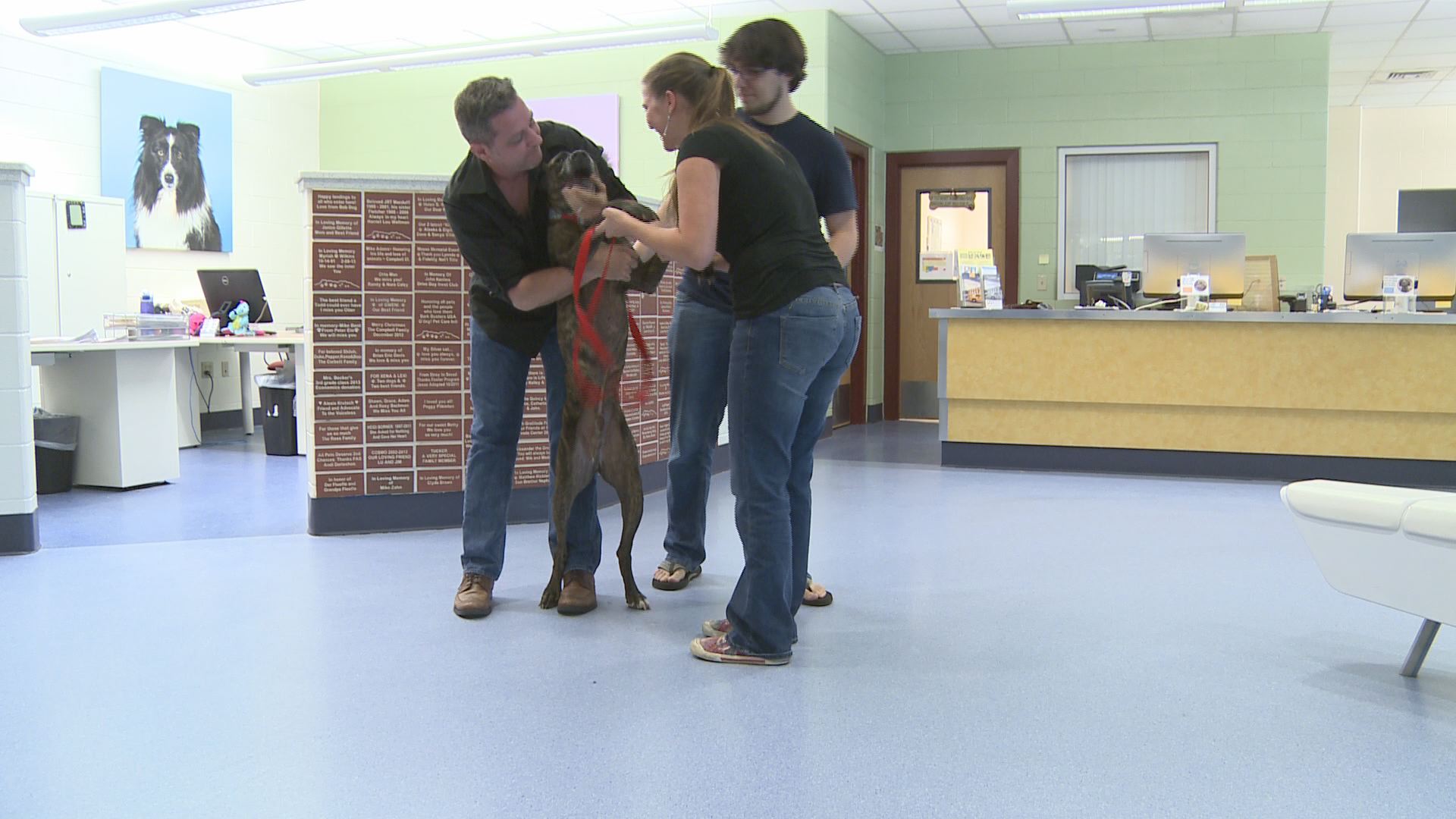 Dog missing for 9 years reunited with owners | 9news.com