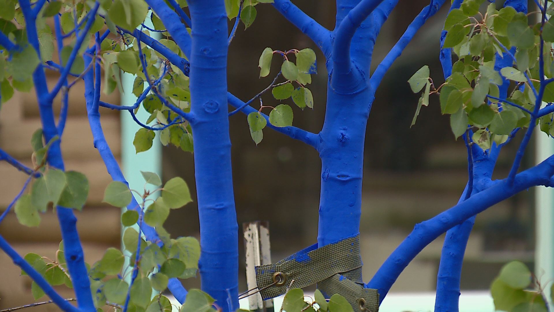 Breckenridge trees have the blues