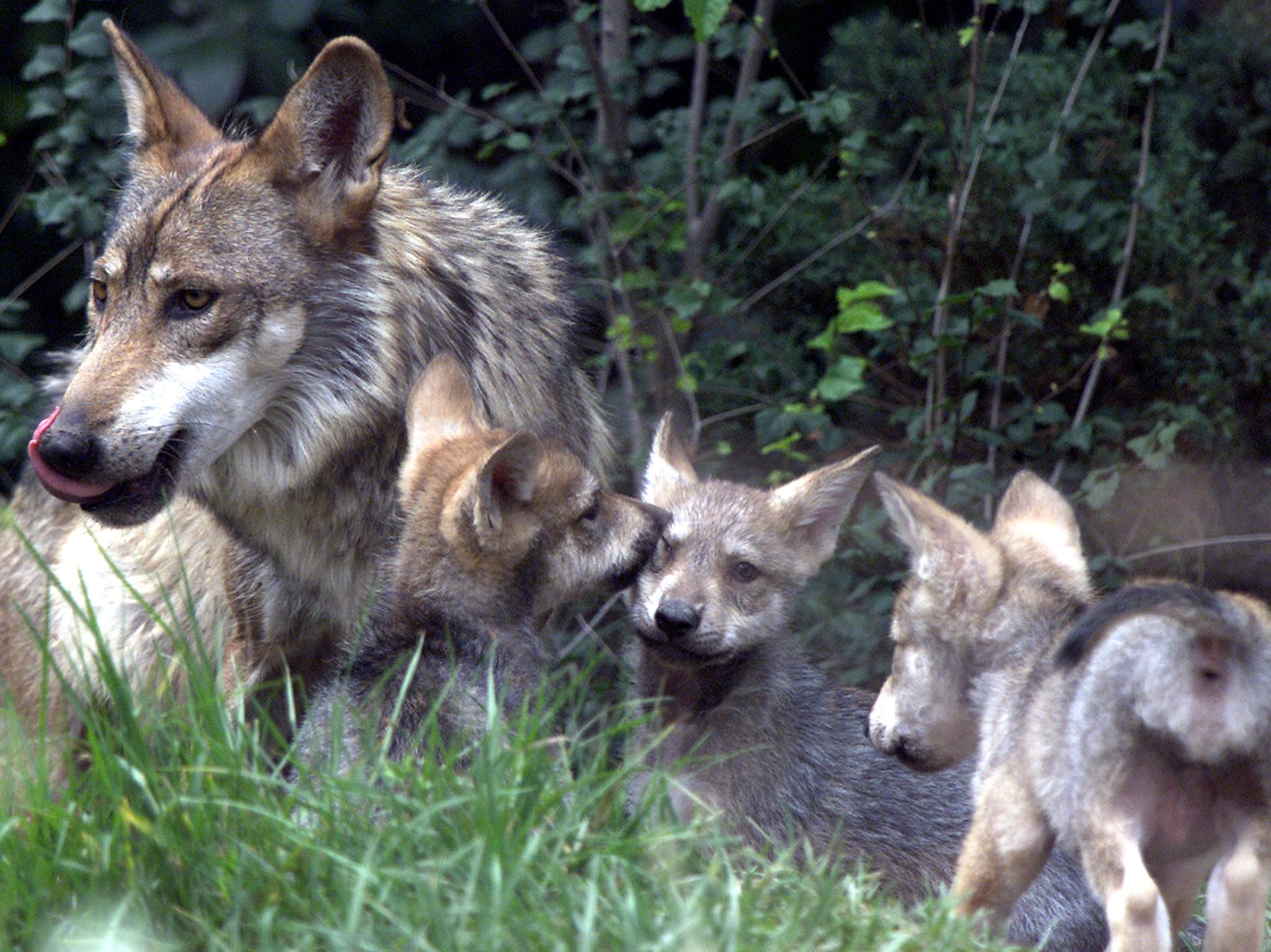 Colorado Wildlife Officials Revisit Wolf Concerns 9news