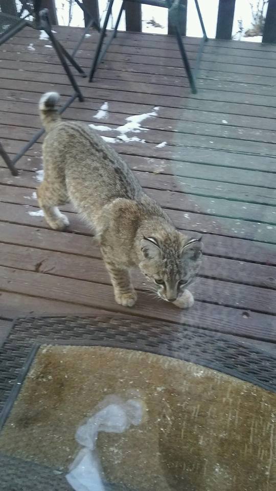 Bobcat family visits Colorado Springs home | 9news.com