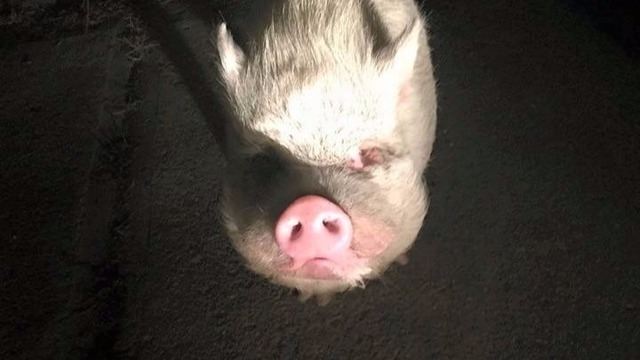Missing a pig in Arvada?