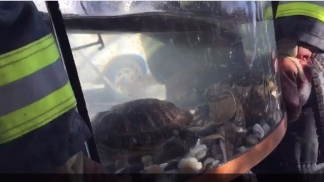 Turtles rescued from Aurora house fire