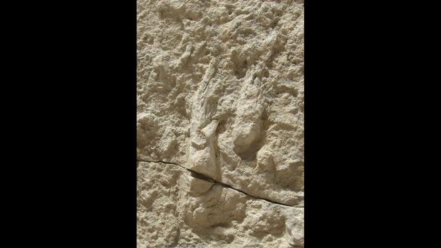 dinosaur ridge footprints