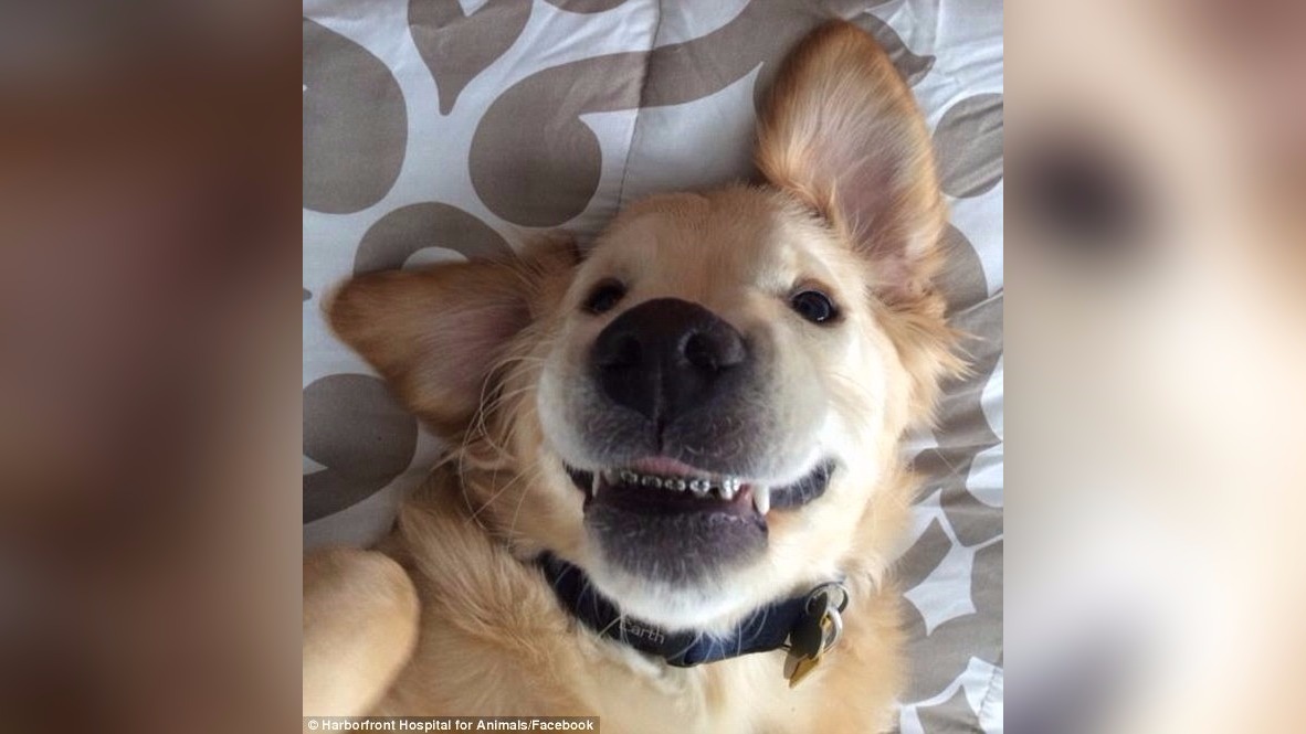 Golden Retriever puppy gets braces to fix bad teeth