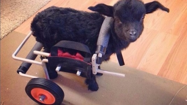 Baby goat loses legs, gains future