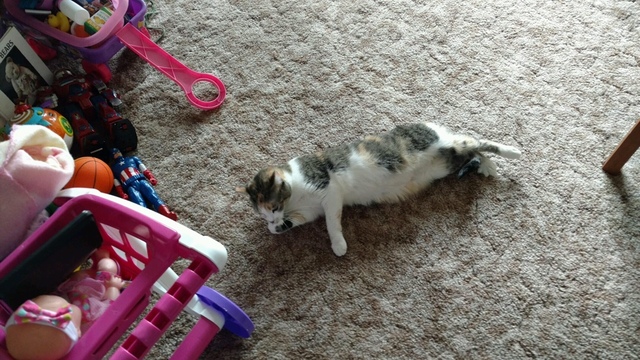 Ruby the cat safe after apartment fire
