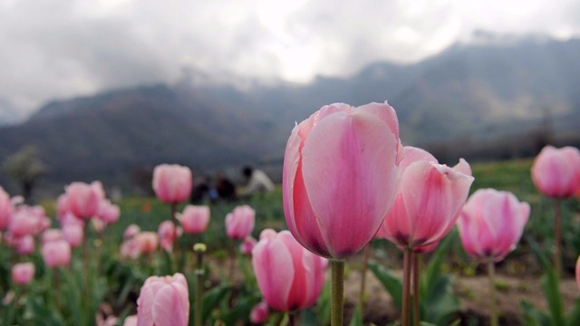 Proctor: Grow bulbs like an expert