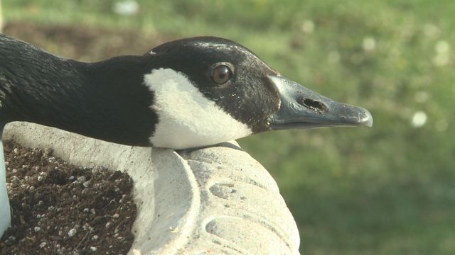 True democracy: The goose has been named