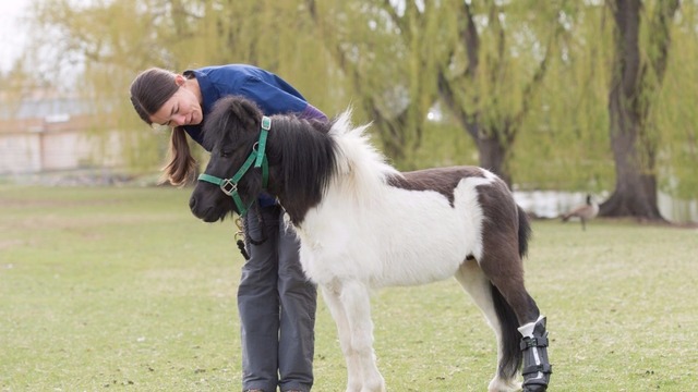 Horse able to walk again with CSU's help