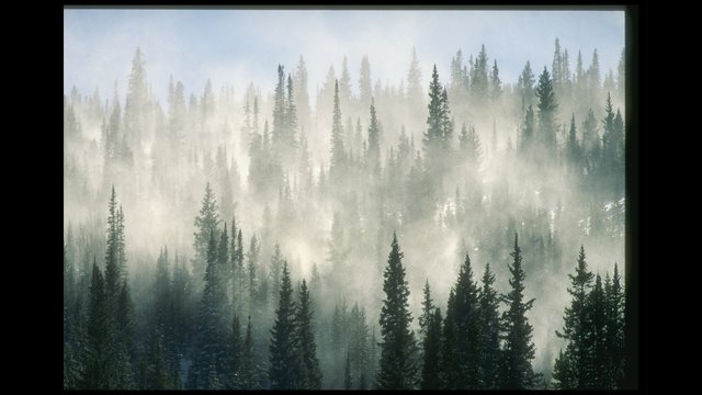 Woman dies after hitting tree at Breck