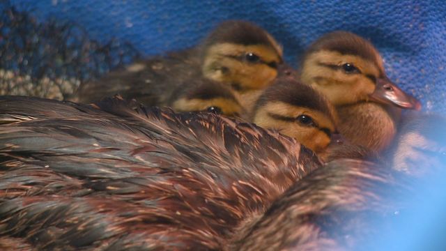 New duck dorms for wildlife center