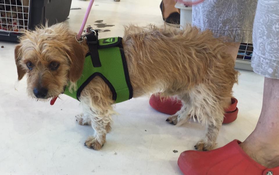 95 rescue animals flown in from overcrowded kill shelters | 9news.com
