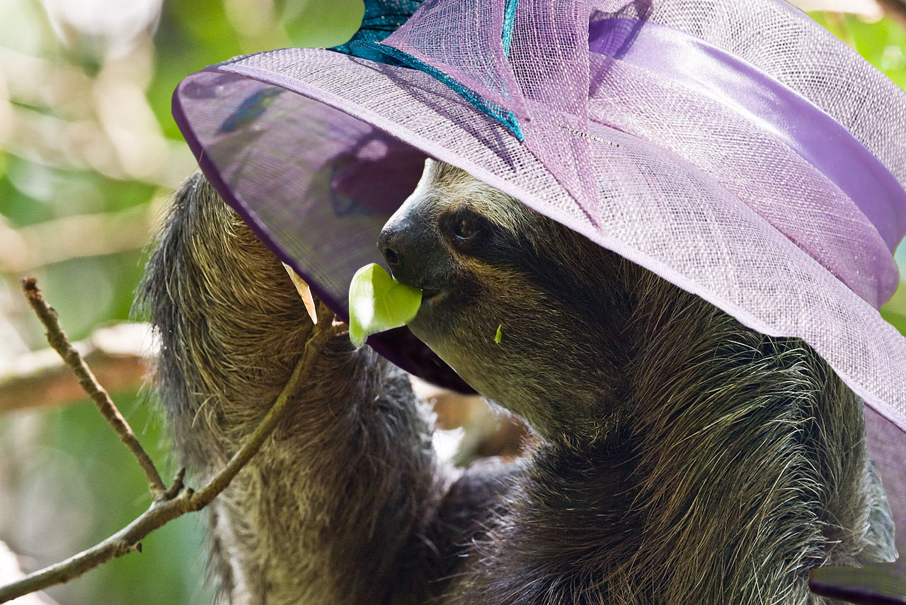 Sloth with a hat Clearance