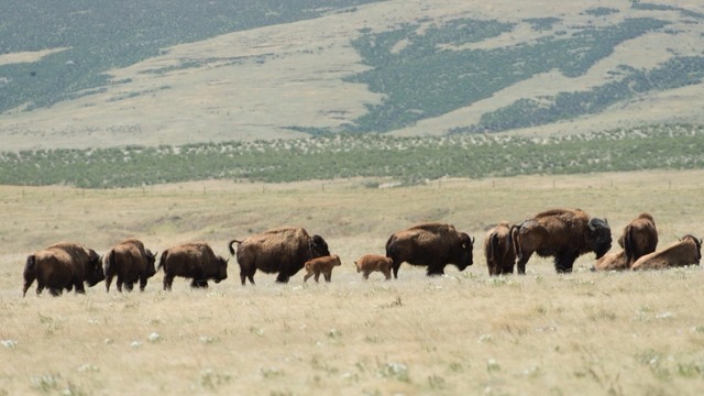 One year later bison herd is bigger