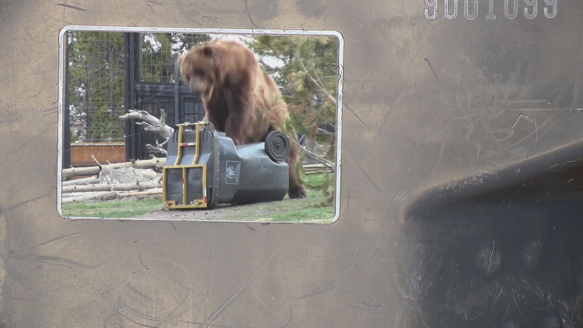 Bear proof trash can designer explains his idea