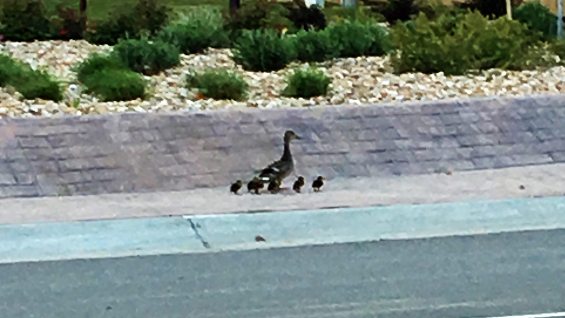 Firefighters rescue 8 ducklings in Thornton | 9news.com