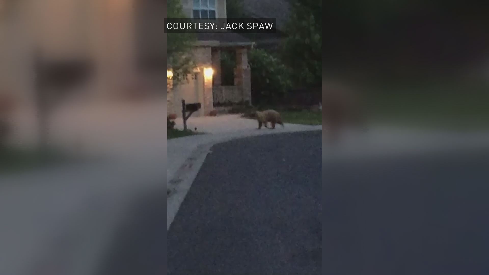 Bear spotted taking stroll in Arvada