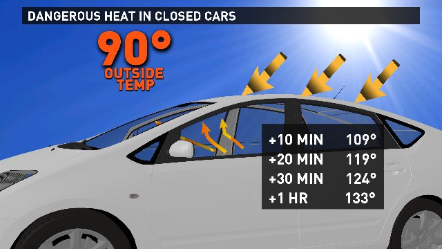 What to do if you spot a dog in a hot car | 9news.com