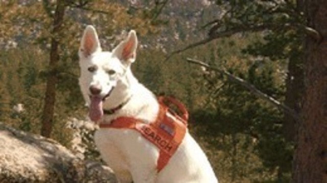 Search and rescue dog dies