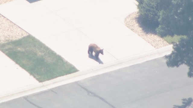 Bear evades police in Jefferson County