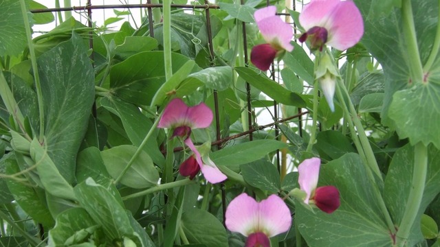 Perform important summer garden tasks