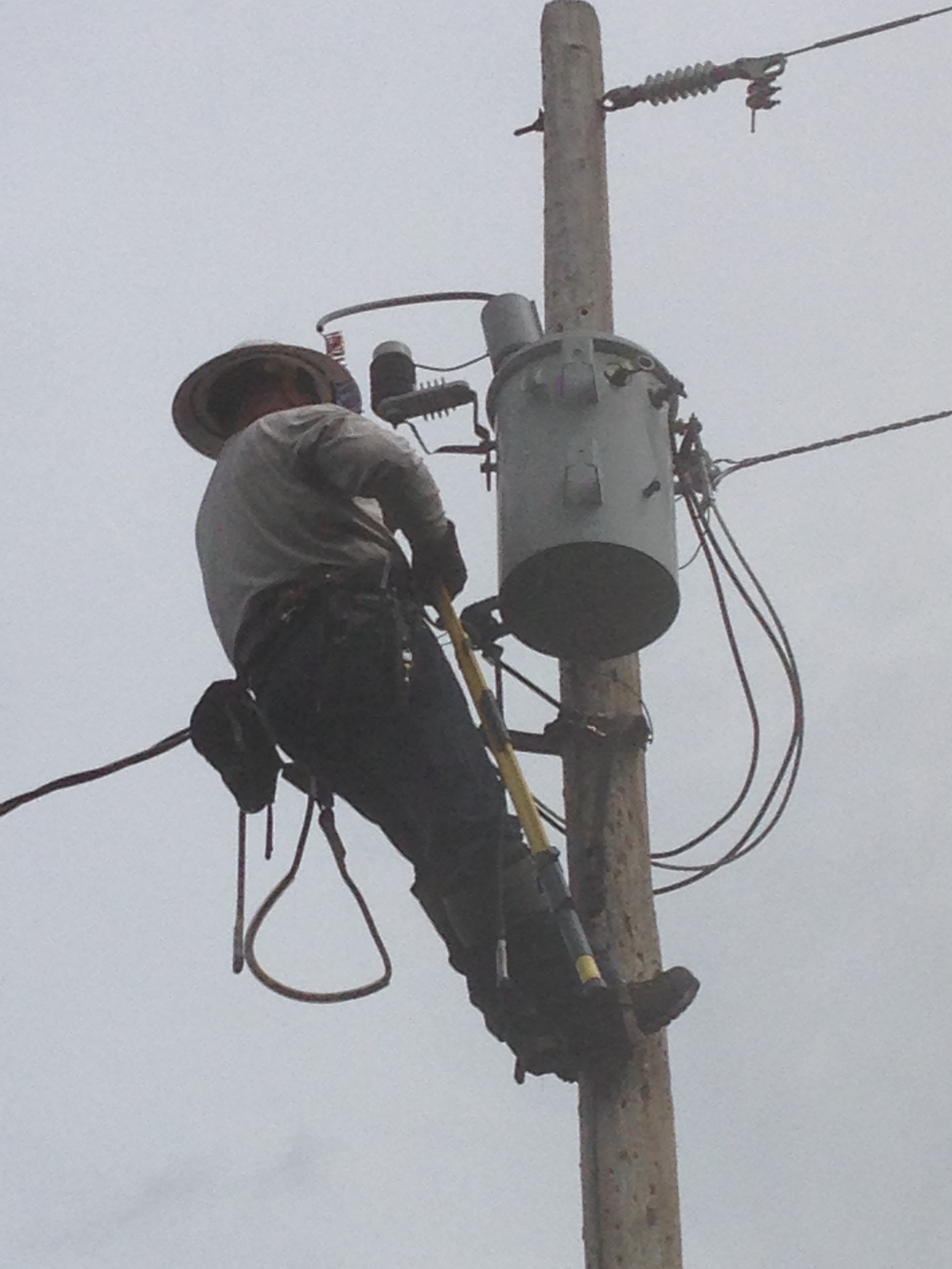 Bear causes power outage in Castle Rock | 9news.com