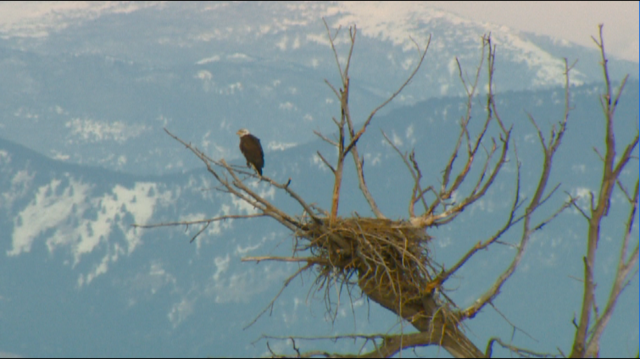 Feds propose more bald eagle deaths