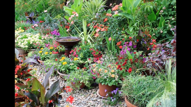 Gardens enriched by 'immigrant' plants