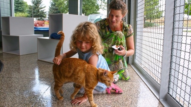 Love cats? There's a festival for you