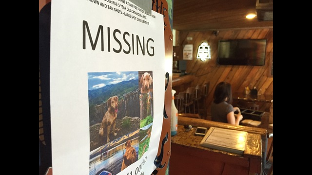 Missing mascot dog returned to owner