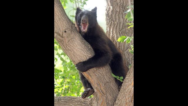 Wildlife euthanasia spurs controversy