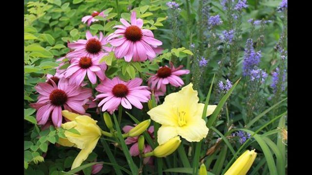 Proctor: Hot weather garden tips