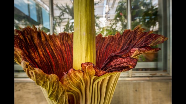 Botanic gardens gets 'stinky' surprise