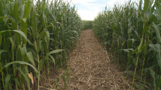 Farmer's eyeing fall corn mazes