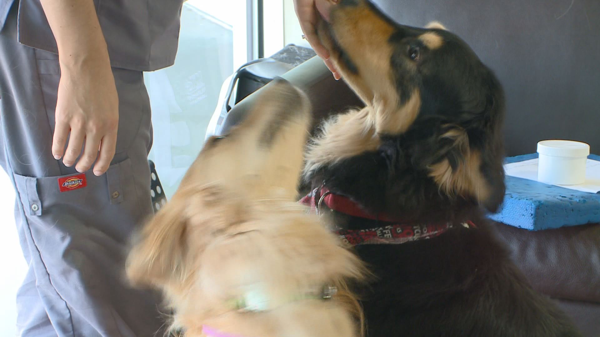 How to prevent dog attacks