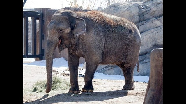 Dolly the elephant dies at 52