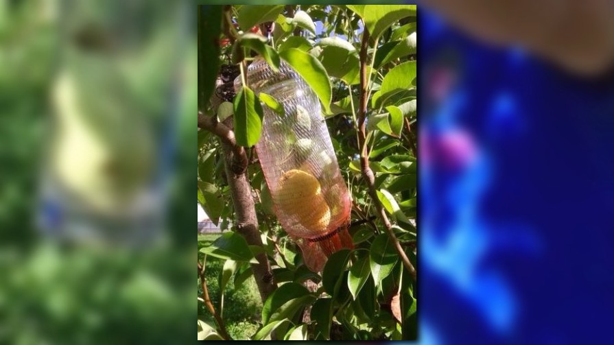 Palisade distillery puts whole pears in brandy bottles