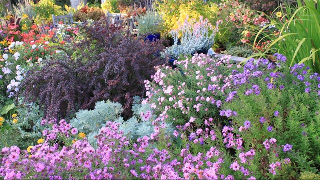 Colorful plants for cool weather