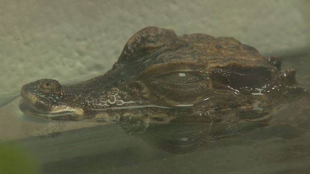 Caiman unlikely guest at animal shelter