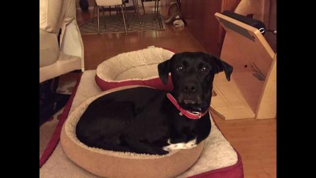 Dog found after owner killed during walk