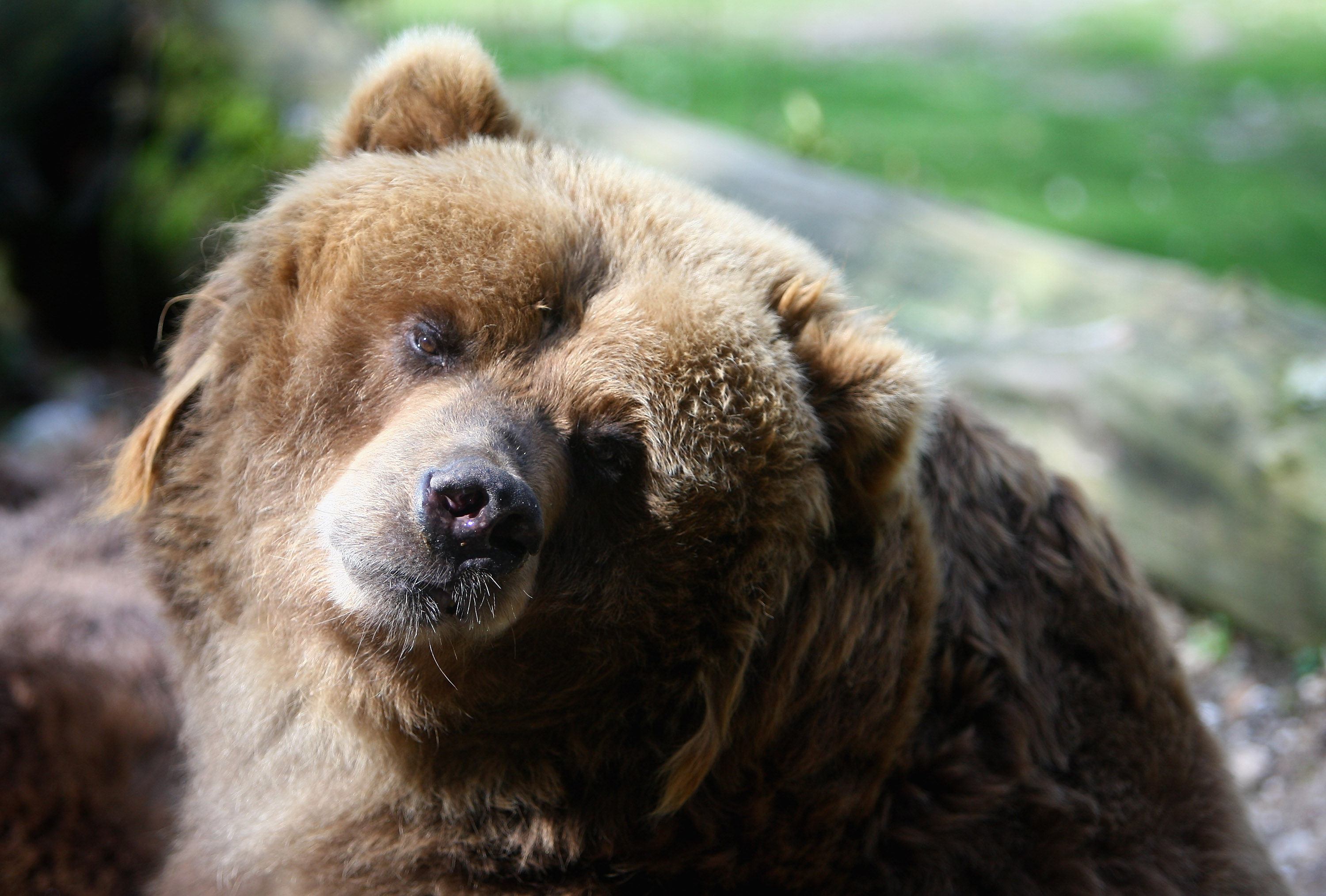 Man interrupts bear sex, pays the price | 9news.com