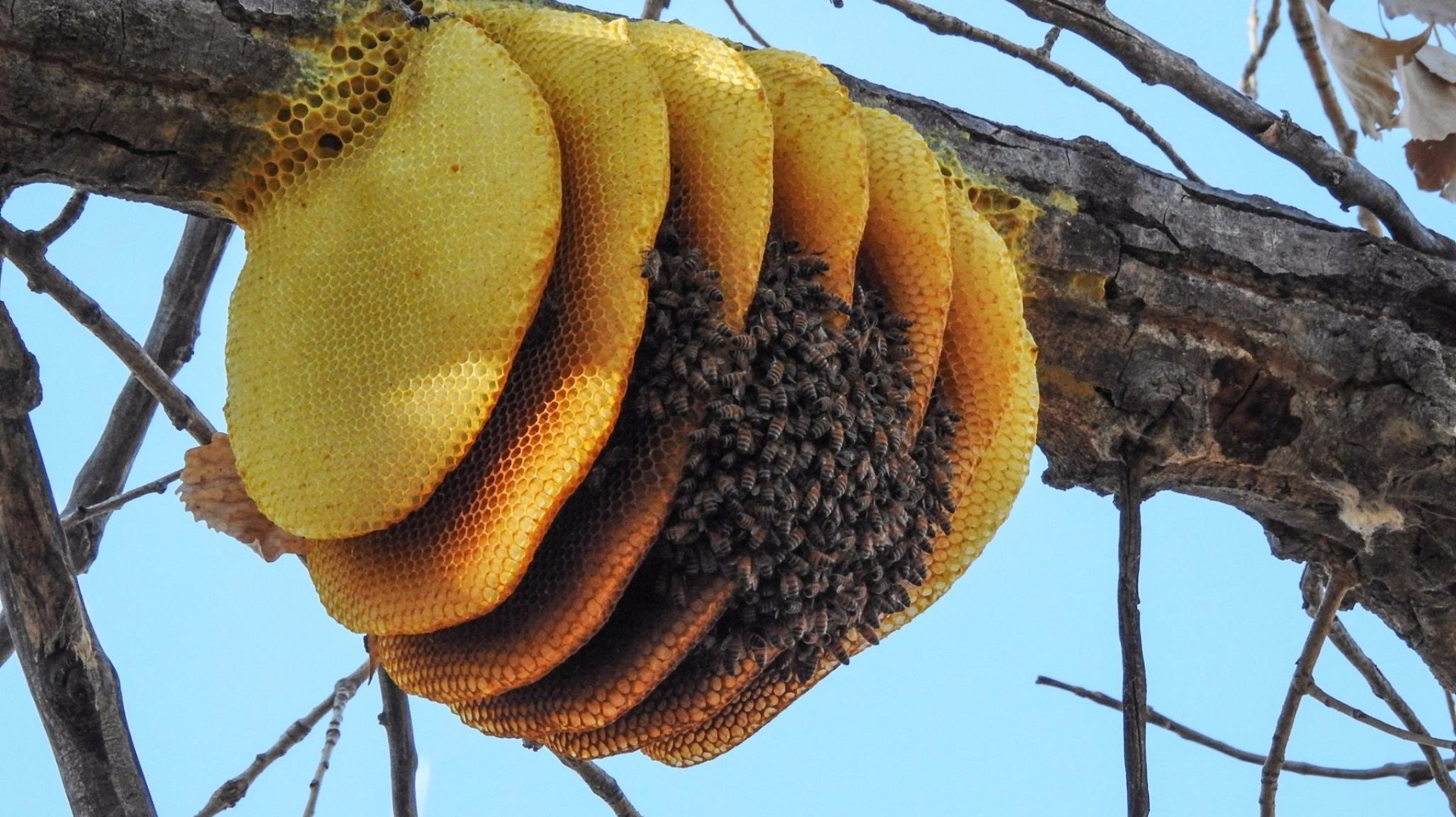 Honey bees create nest on branch | 9news.com