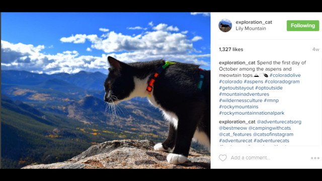 Cat climbs mountains with owners