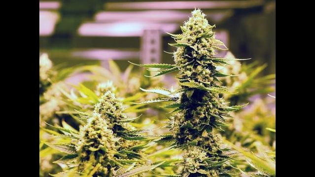 Where could it be legal to smoke pot?