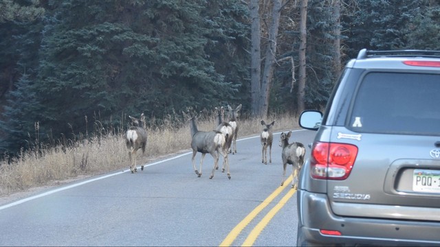 Man gets stuck in herd of 'voters'