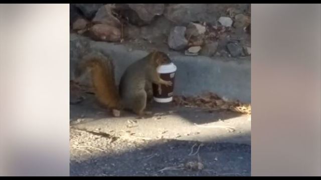 Squirrels need cofffee too