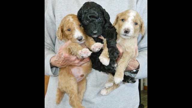 Therapy puppy reported missing returned